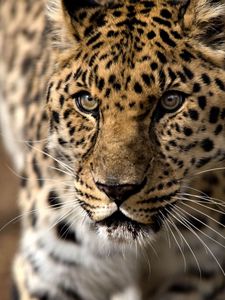 Preview wallpaper leopard, predator, aggression, look, big cat