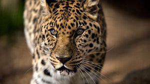 Preview wallpaper leopard, predator, aggression, look, big cat