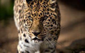 Preview wallpaper leopard, predator, aggression, look, big cat