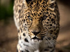 Preview wallpaper leopard, predator, aggression, look, big cat