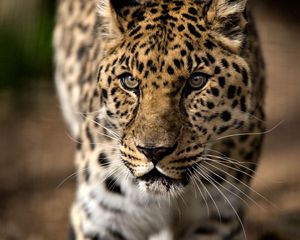 Preview wallpaper leopard, predator, aggression, look, big cat