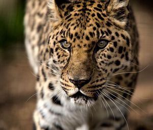 Preview wallpaper leopard, predator, aggression, look, big cat