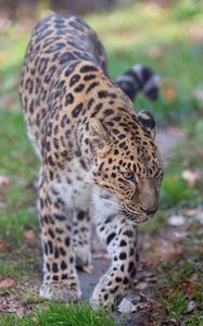 Preview wallpaper leopard, predator, animal, wild animal