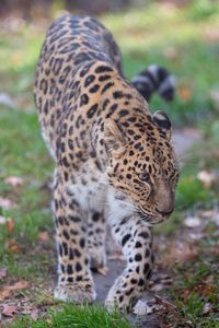 Preview wallpaper leopard, predator, animal, wild animal