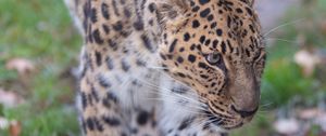 Preview wallpaper leopard, predator, animal, wild animal