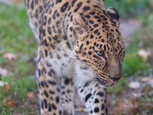 Preview wallpaper leopard, predator, animal, wild animal