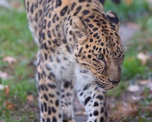 Preview wallpaper leopard, predator, animal, wild animal