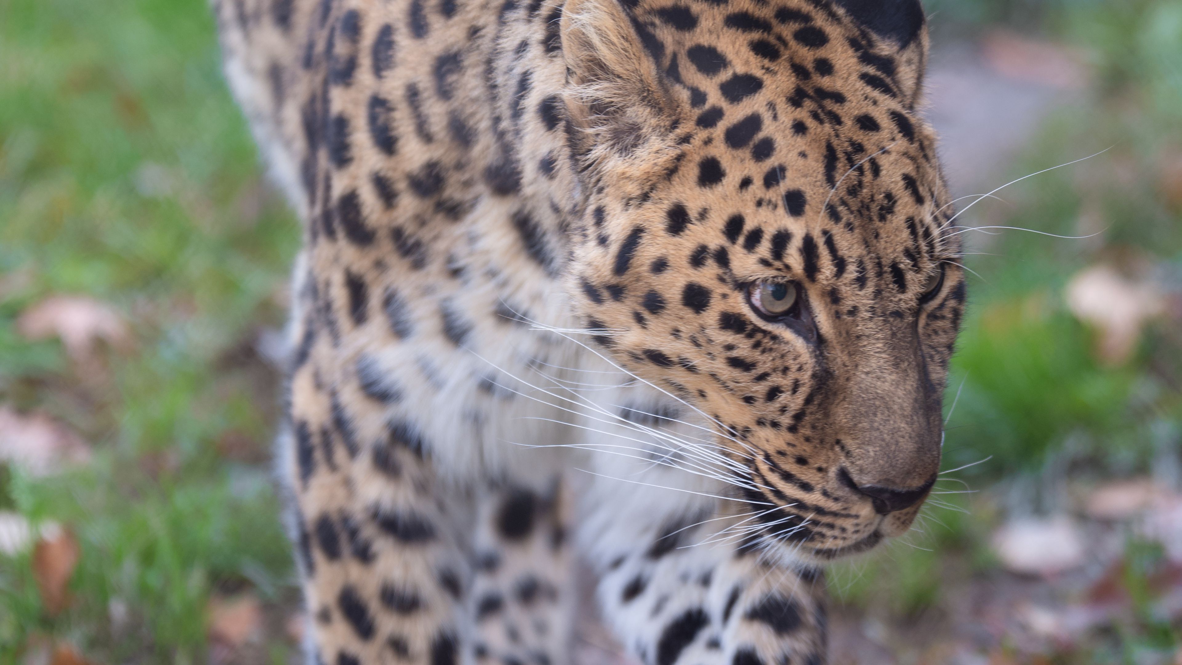 Download Wallpaper 3840x2160 Leopard, Predator, Animal, Wild Animal 4k 