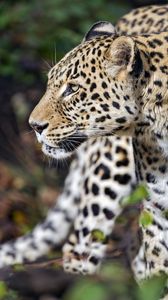 Preview wallpaper leopard, predator, animal, wild, blur