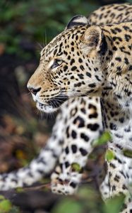 Preview wallpaper leopard, predator, animal, wild, blur