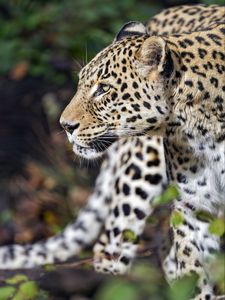 Preview wallpaper leopard, predator, animal, wild, blur