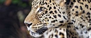 Preview wallpaper leopard, predator, animal, wild, blur