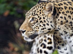 Preview wallpaper leopard, predator, animal, wild, blur