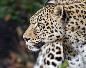 Preview wallpaper leopard, predator, animal, wild, blur