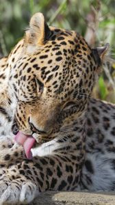 Preview wallpaper leopard, predator, animal, fur, spots, wildlife