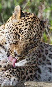 Preview wallpaper leopard, predator, animal, fur, spots, wildlife