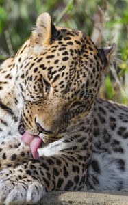 Preview wallpaper leopard, predator, animal, fur, spots, wildlife