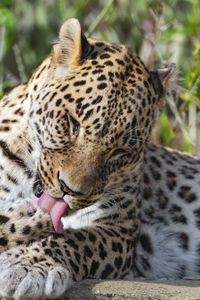 Preview wallpaper leopard, predator, animal, fur, spots, wildlife