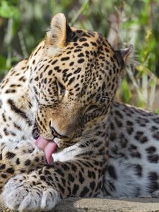 Preview wallpaper leopard, predator, animal, fur, spots, wildlife