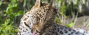 Preview wallpaper leopard, predator, animal, fur, spots, wildlife