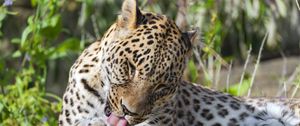 Preview wallpaper leopard, predator, animal, fur, spots, wildlife