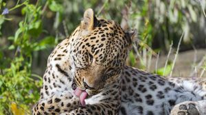 Preview wallpaper leopard, predator, animal, fur, spots, wildlife