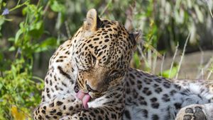 Preview wallpaper leopard, predator, animal, fur, spots, wildlife