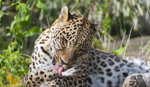 Preview wallpaper leopard, predator, animal, fur, spots, wildlife