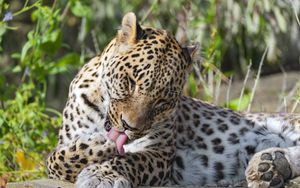 Preview wallpaper leopard, predator, animal, fur, spots, wildlife