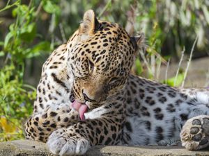 Preview wallpaper leopard, predator, animal, fur, spots, wildlife