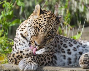 Preview wallpaper leopard, predator, animal, fur, spots, wildlife