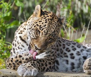 Preview wallpaper leopard, predator, animal, fur, spots, wildlife