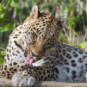 Preview wallpaper leopard, predator, animal, fur, spots, wildlife
