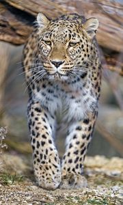 Preview wallpaper leopard, predator, animal, big cat
