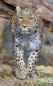 Preview wallpaper leopard, predator, animal, big cat