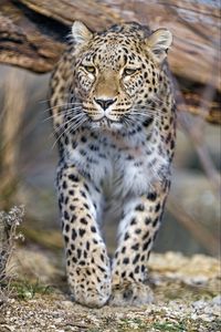 Preview wallpaper leopard, predator, animal, big cat
