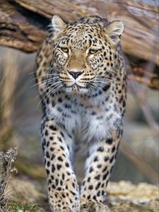 Preview wallpaper leopard, predator, animal, big cat