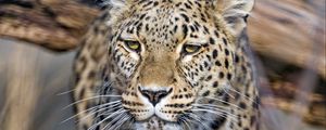 Preview wallpaper leopard, predator, animal, big cat