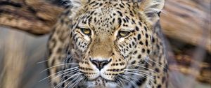 Preview wallpaper leopard, predator, animal, big cat