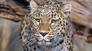 Preview wallpaper leopard, predator, animal, big cat