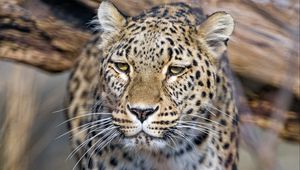 Preview wallpaper leopard, predator, animal, big cat