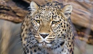 Preview wallpaper leopard, predator, animal, big cat