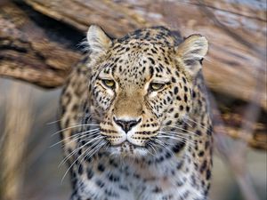 Preview wallpaper leopard, predator, animal, big cat