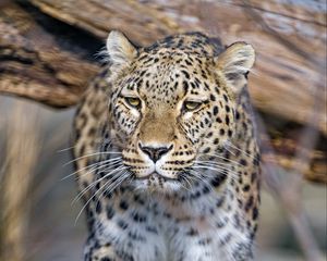 Preview wallpaper leopard, predator, animal, big cat