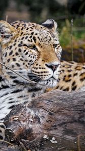 Preview wallpaper leopard, predator, animal, glance, big cat