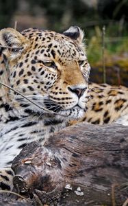 Preview wallpaper leopard, predator, animal, glance, big cat