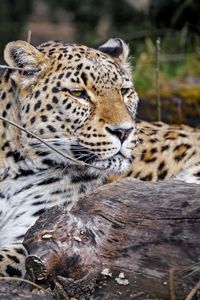 Preview wallpaper leopard, predator, animal, glance, big cat