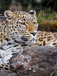 Preview wallpaper leopard, predator, animal, glance, big cat