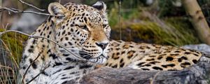 Preview wallpaper leopard, predator, animal, glance, big cat