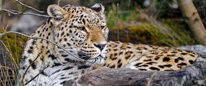 Preview wallpaper leopard, predator, animal, glance, big cat